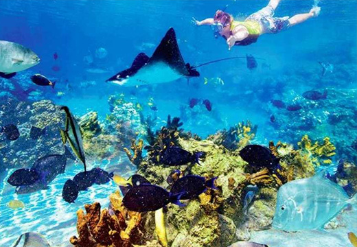 Snorkeling Trip
